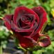 Саджанець троянди чайно-гібридної (садової) Мадам Дельбар (Madame Delbard)(закритий корінь) 526 фото 1