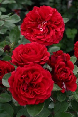 Саджанець троянди Поульсен Nadia Renaissance (Надя Ренесанс)(закритий корінь) 806 фото