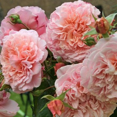 Саджанець плетистої троянди Роз Де Толбіак (Rose de Tolbiac)(закритий корінь) 678 фото