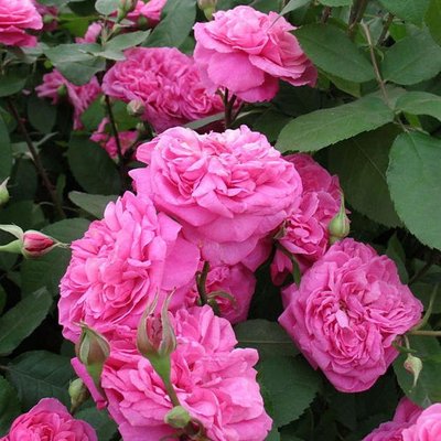Саджанець англійської троянди Гертруда Джекілл (Gertrude Jekyll)(закритий корінь) 578 фото