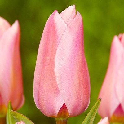 Саджанець тюльпану Albert Heijn 1024 фото