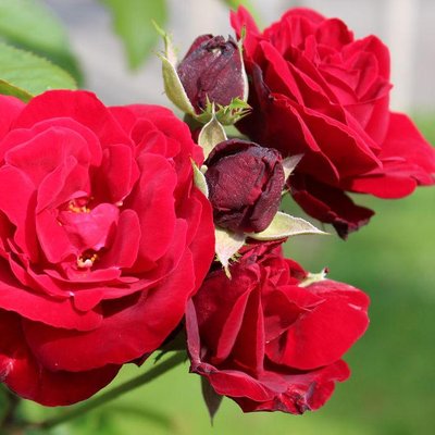 Саджанець троянди Ропару Europeana (Європеана)(закритий корінь) 701 фото