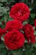 Саджанець троянди Поульсен Nadia Renaissance (Надя Ренесанс)(закритий корінь) 806 фото 1