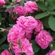 Саджанець англійської троянди Гертруда Джекілл (Gertrude Jekyll)(закритий корінь) 578 фото 1