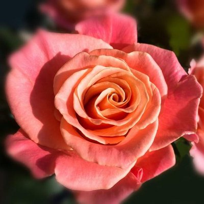 Саджанець троянди чайно-гібридної (садової) Міс Піггі (Miss Piggy)(закритий корінь) 528 фото