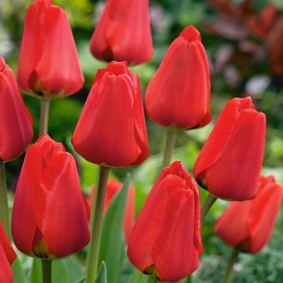 Саджанець тюльпану Apeldoorn 1025 фото
