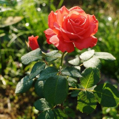 Саджанець англійської троянди Голд Перл Штейн (Gold Perl Stein)(закритий корінь) 579 фото