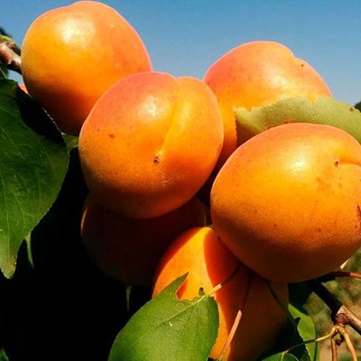 Саджанець абрикосу "Поліський великоплідний" (літній сорт, середньо-пізній термін дозрівання) 905 фото