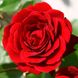 Саджанець троянди Поульсен Naheglut (Нагеглют)(закритий корінь) 807 фото 1