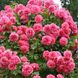 Саджанець плетистої троянди Розаріум Ютерзен (Rosarium Uetersen)(закритий корінь) 679 фото 1