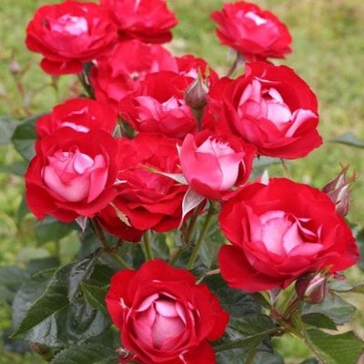 Саджанець плетистої троянди Розе Дер Айнхайт (Rose der Einheit)(закритий корінь) 680 фото