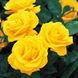 Саджанець англійської троянди Голден Веддинг (Golden Wedding)(закритий корінь) 580 фото 1