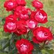 Саджанець плетистої троянди Розе Дер Айнхайт (Rose der Einheit)(закритий корінь) 680 фото 1