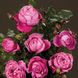 Саджанець троянди Поульсен Natalie (Наталі)(закритий корінь) 808 фото 1