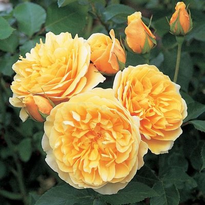 Саджанець англійської троянди Грехам Томас (Graham Thomas)(закритий корінь) 581 фото