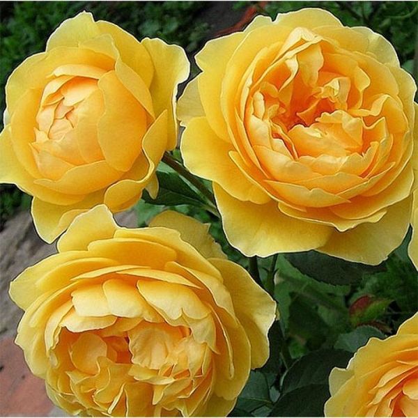 Саджанець троянди чайно-гібридної (садової) Мулинекс (Molineux)(закритий корінь) 530 фото