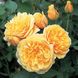 Саджанець англійської троянди Грехам Томас (Graham Thomas)(закритий корінь) 581 фото 1