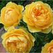 Саджанець троянди чайно-гібридної (садової) Мулинекс (Molineux)(закритий корінь) 530 фото 1