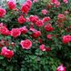 Саджанець плетистої троянди Ротілія (Rotilia)(закритий корінь) 681 фото 1