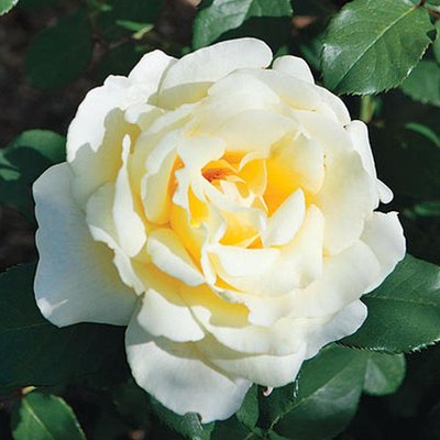 Саджанець троянди чайно-гібридної (садової) Еліна (Elina)(закритий корінь) 555 фото