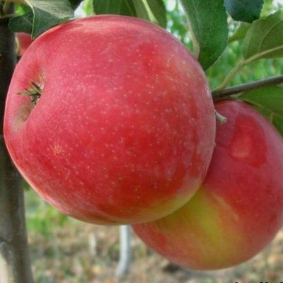 Саджанець яблуні "Хоней Крисп" (зимовий сорт, пізній термін дозрівання) 940 фото