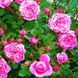 Саджанець троянди Поульсен Boogie Woogie (Бугі Вугі)(закритий корінь) 783 фото 1