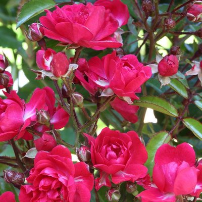 Саджанець троянди Ропару Fairy Queen (Королева феї)(закритий корінь) 705 фото