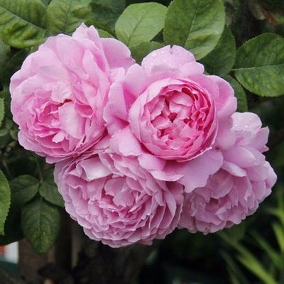 Саджанець троянди чайно-гібридної (садової) Мері Роуз (Marry Rose)(закритий корінь) 531 фото