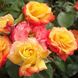 Саджанець плетистої троянди Румба (Climbing Rumba)(закритий корінь) 682 фото 1