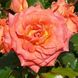 Саджанець троянди Поульсен Orford Castle (Орфордський замок)(закритий корінь) 810 фото 1