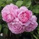 Саджанець троянди чайно-гібридної (садової) Мері Роуз (Marry Rose)(закритий корінь) 531 фото 1
