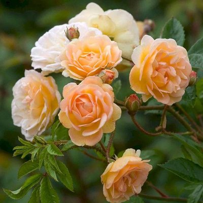 Саджанець троянди Ропару Ghislaine de Feligonde (Гіслайн де Фелігонде)(закритий корінь) 706 фото
