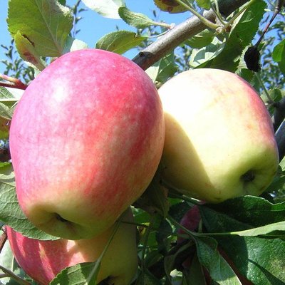 Саджанець яблуні "Сінап Алма-Атинській" (зимовий сорт, пізній термін дозрівання) 1315 фото