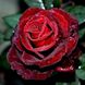 Саджанець троянди чайно-гібридної (садової) Норіта (Norita)(закритий корінь) 532 фото 1