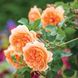 Саджанець англійської троянди Дама Джуді Денч (Dame Judi Dench)(закритий корінь) 583 фото 1