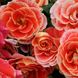 Саджанець плетистої троянди Аерограф (Airbrush)(закритий корінь) 633 фото 1