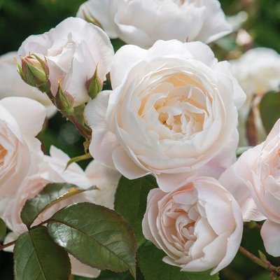 Саджанець англійської троянди Дездемона (Desdemona)(закритий корінь) 584 фото