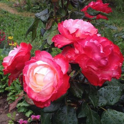 Саджанець троянди чайно-гібридної (садової) Ностальжі (Nostalgie)(закритий корінь) 533 фото