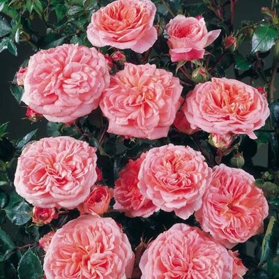 Саджанець троянди Поульсен Prinsesse Marie (Принцеса Марі)(закритий корінь) 812 фото