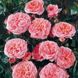Саджанець троянди Поульсен Prinsesse Marie (Принцеса Марі)(закритий корінь) 812 фото 1