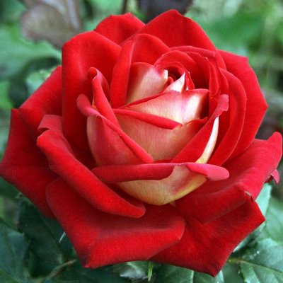 Саджанець троянди чайно-гібридної (садової) Нью Фешн (New Fashion)(закритий корінь) 534 фото