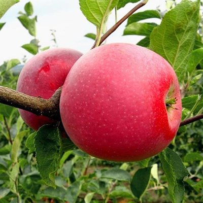 Саджанець яблуні "Чемпіон" (зимовий сорт ранній термін дозрівання) 1317 фото