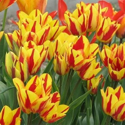 Саджанець тюльпану Сolour Spectacle 1031 фото