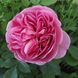 Саджанець англійської троянди Джеймс Л. Остін (James L. Austin)(закритий корінь) 585 фото 1