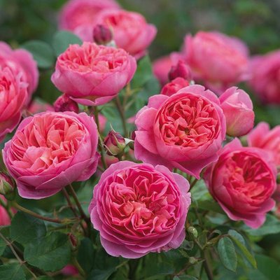 Саджанець англійської троянди Джубілі Селебрейшн (Jubilee Celebration)(закритий корінь) 586 фото