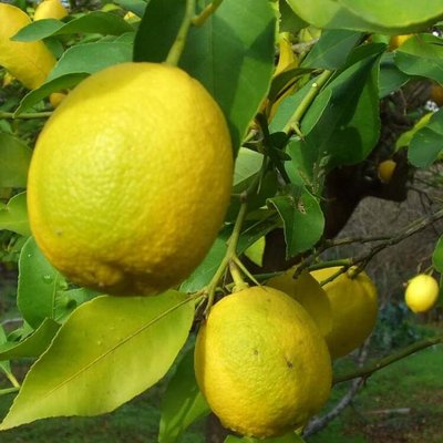 Саджанець лимону "Павловський" 1428 фото