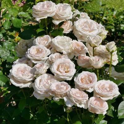 Саджанець троянди Ропару Gruaud Larose (Груо Лароуз)(закритий корінь) 709 фото