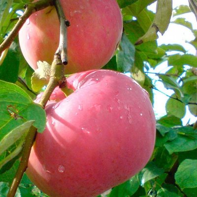 Саджанець яблуні "Женева Ерлі" (літній сорт, ранній термін дозрівання) 1318 фото