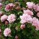 Саджанець плетистої троянди Альбертіна (Albertine)(закритий корінь) 636 фото 1