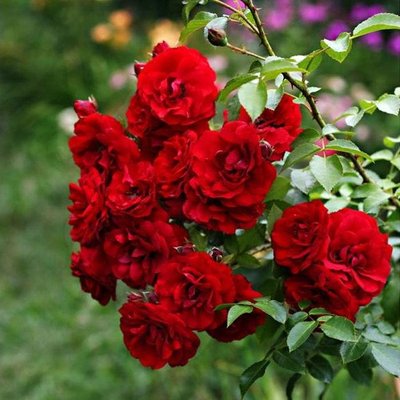 Саджанець плетистої троянди Амадеус (Amadeus)(закритий корінь) 637 фото